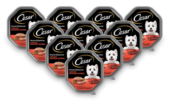 CESAR tacka 14x150g – mokra karma pełnoporcjowa dla dorosłych psów, teryna z soczystą wołowiną i wątróbką