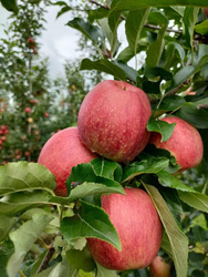 Gospodarstwo Sadownicze Paweł Bieńkowski